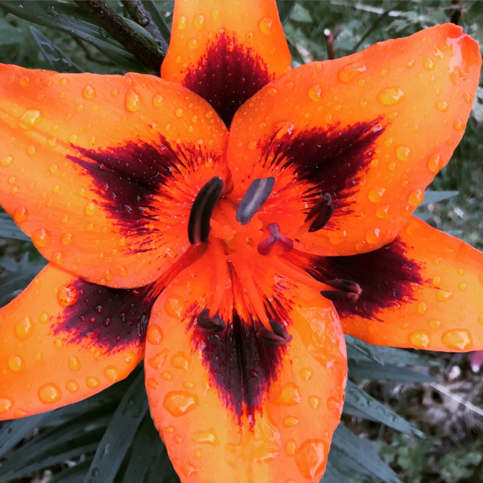 Apple iPhone 6 sample photo. Flower, rain photography