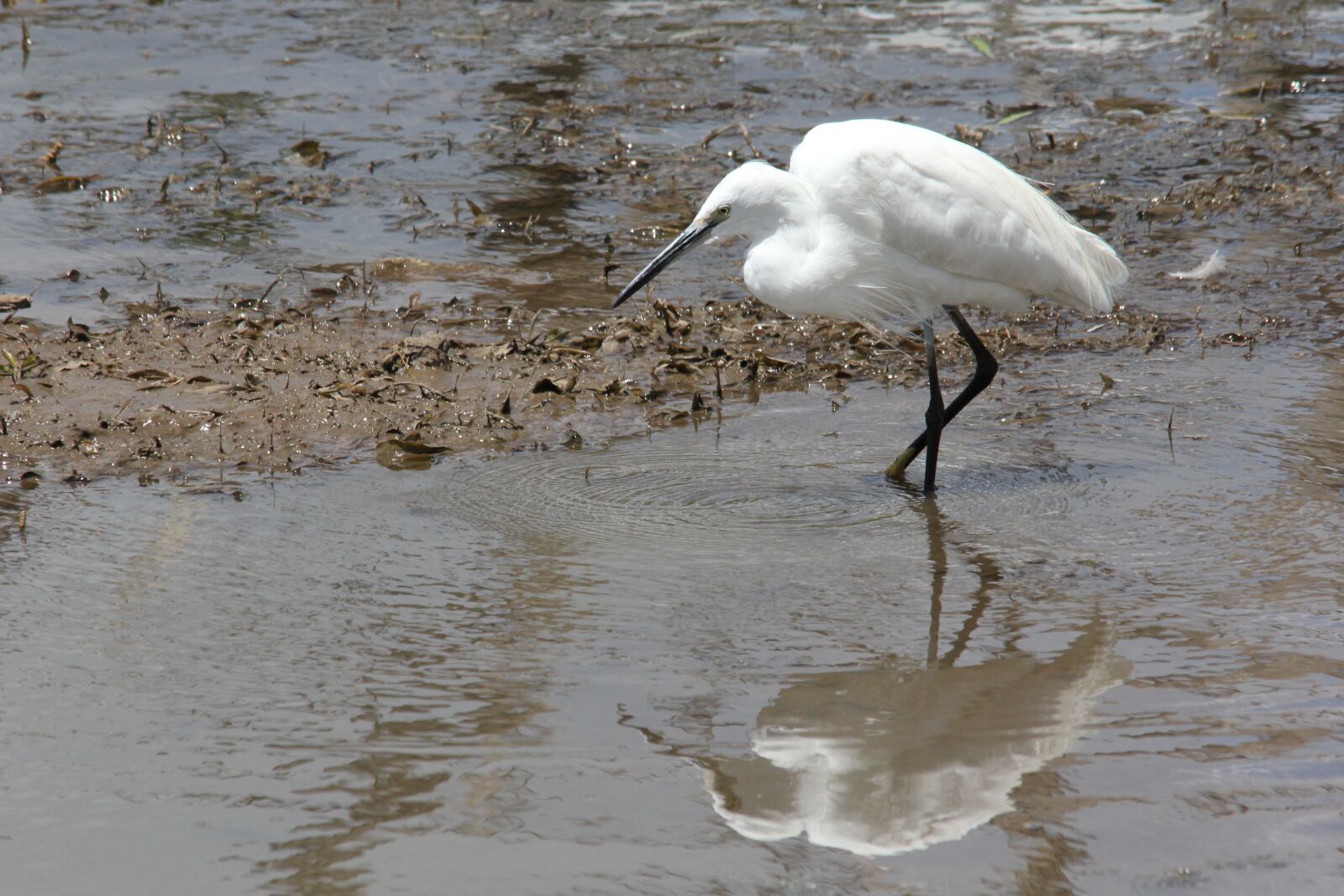 Canon EOS 60D sample photo. White, heron, wading photography