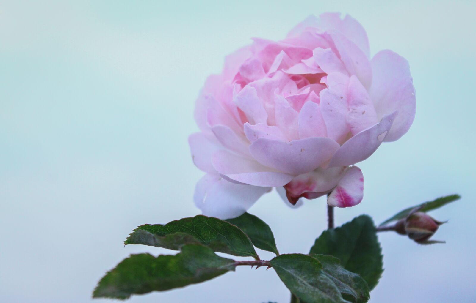 Canon EOS 1100D (EOS Rebel T3 / EOS Kiss X50) sample photo. Rose, flower, petal photography