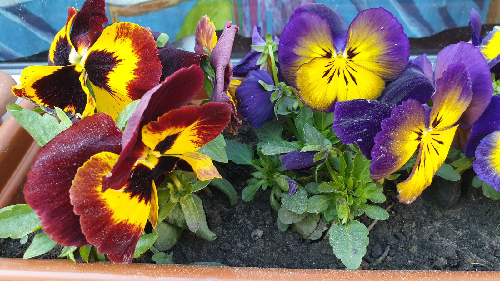 Samsung Galaxy S9 sample photo. Flowers, pansies, garden photography