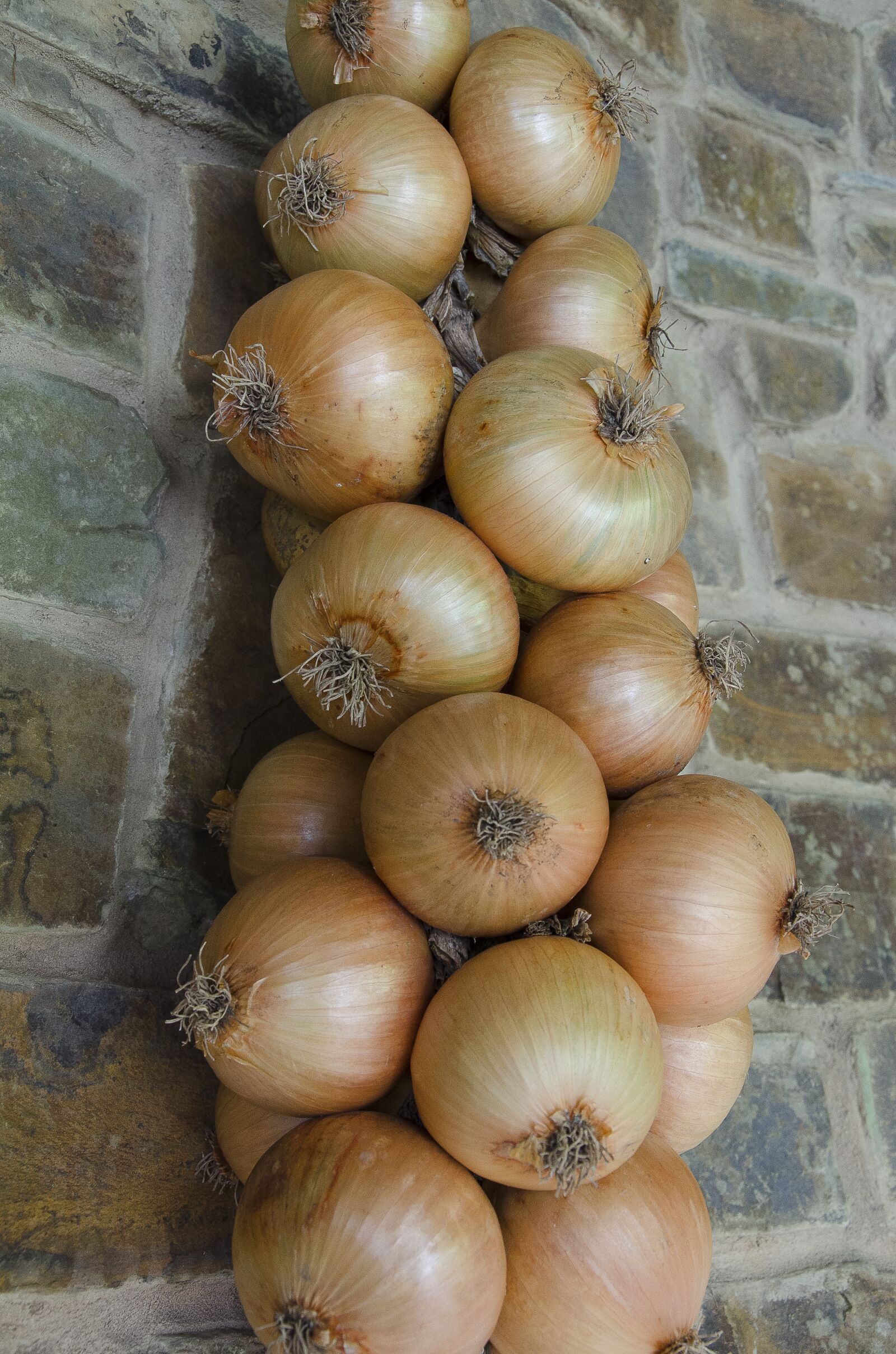 Nikon D7000 sample photo. Onions, wall, abstract photography