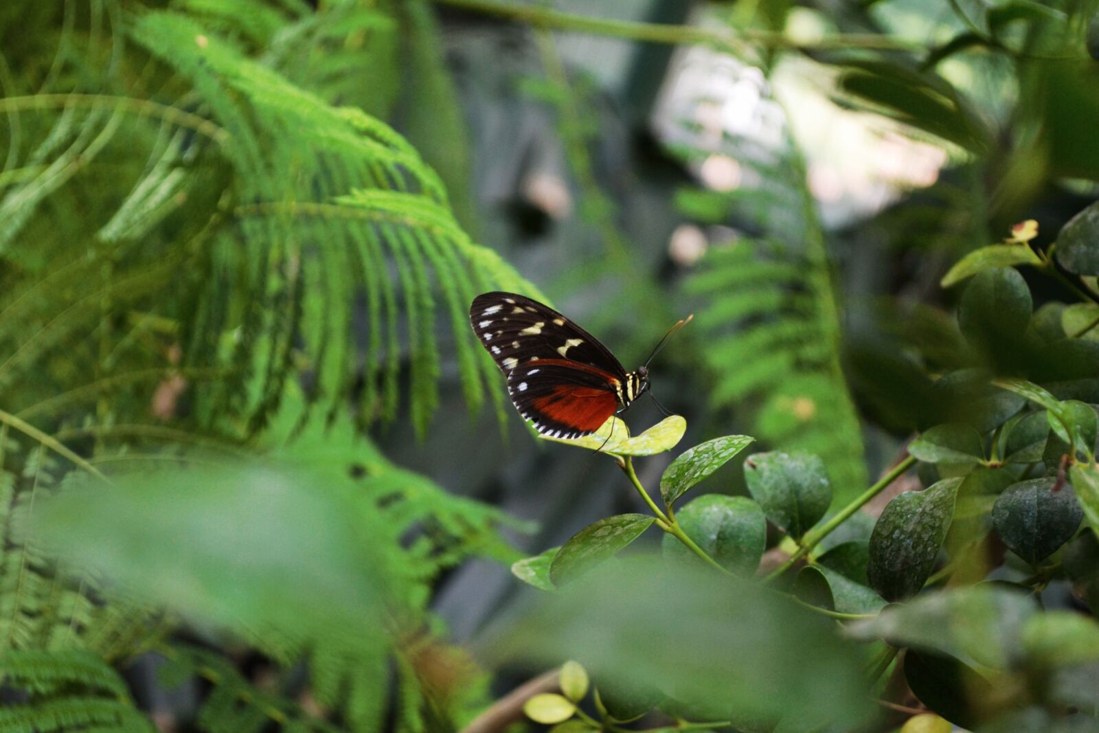 Nikon D3100 sample photo. Butterfly, green, nature photography