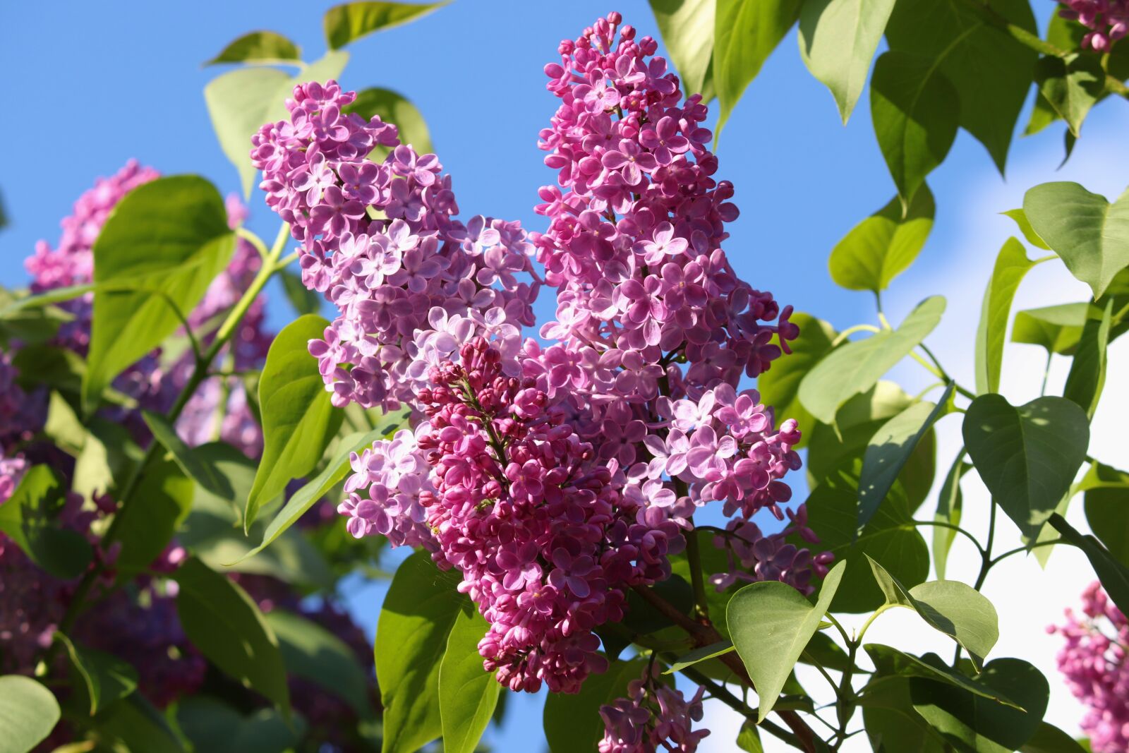 Canon EOS 200D (EOS Rebel SL2 / EOS Kiss X9) sample photo. Lilac, syringa, fragrant photography