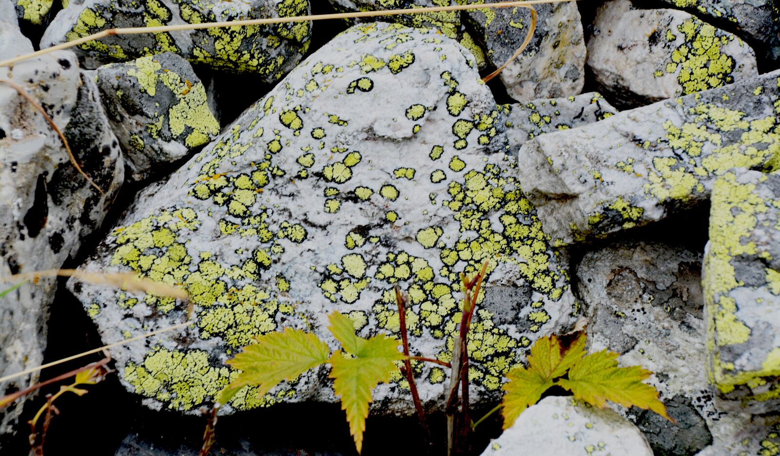 Nikon D5200 sample photo. Close up, weave, nature photography