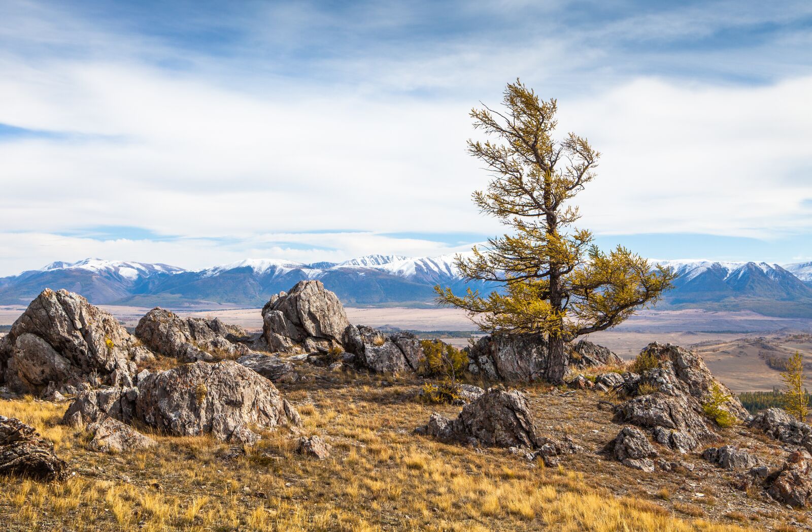 Canon EOS 5D Mark II + Canon EF 24-70mm F2.8L USM sample photo. Altai, tree, mountains photography