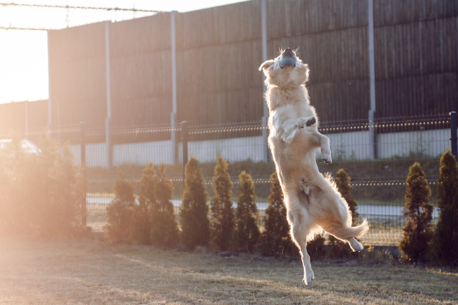 Nikon D7000 sample photo. Golden, golden retriever, futrzak photography