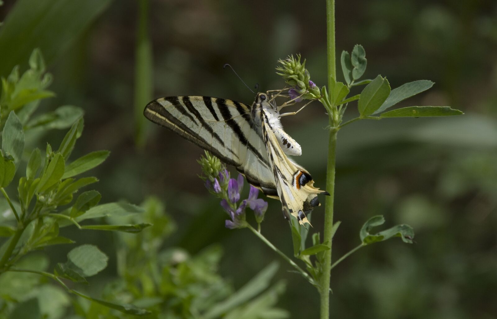Pentax K-30 sample photo. Butterfly, scarce swallowtail, morocco photography