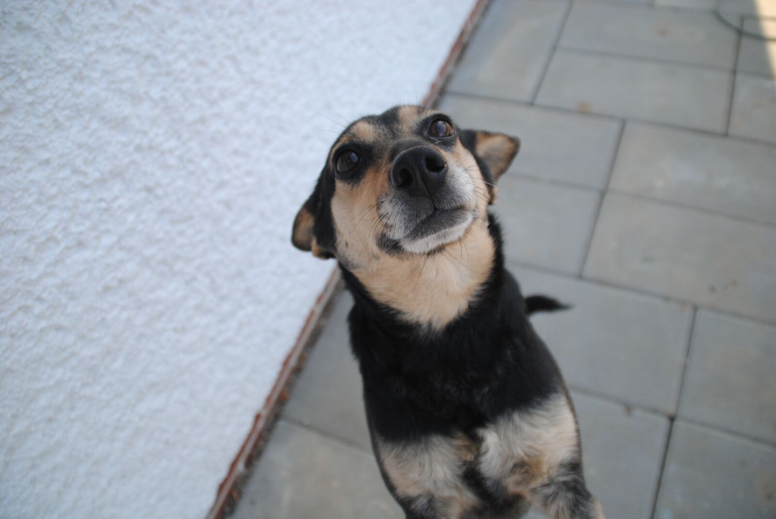Nikon D3000 sample photo. Dog, animal, cute photography