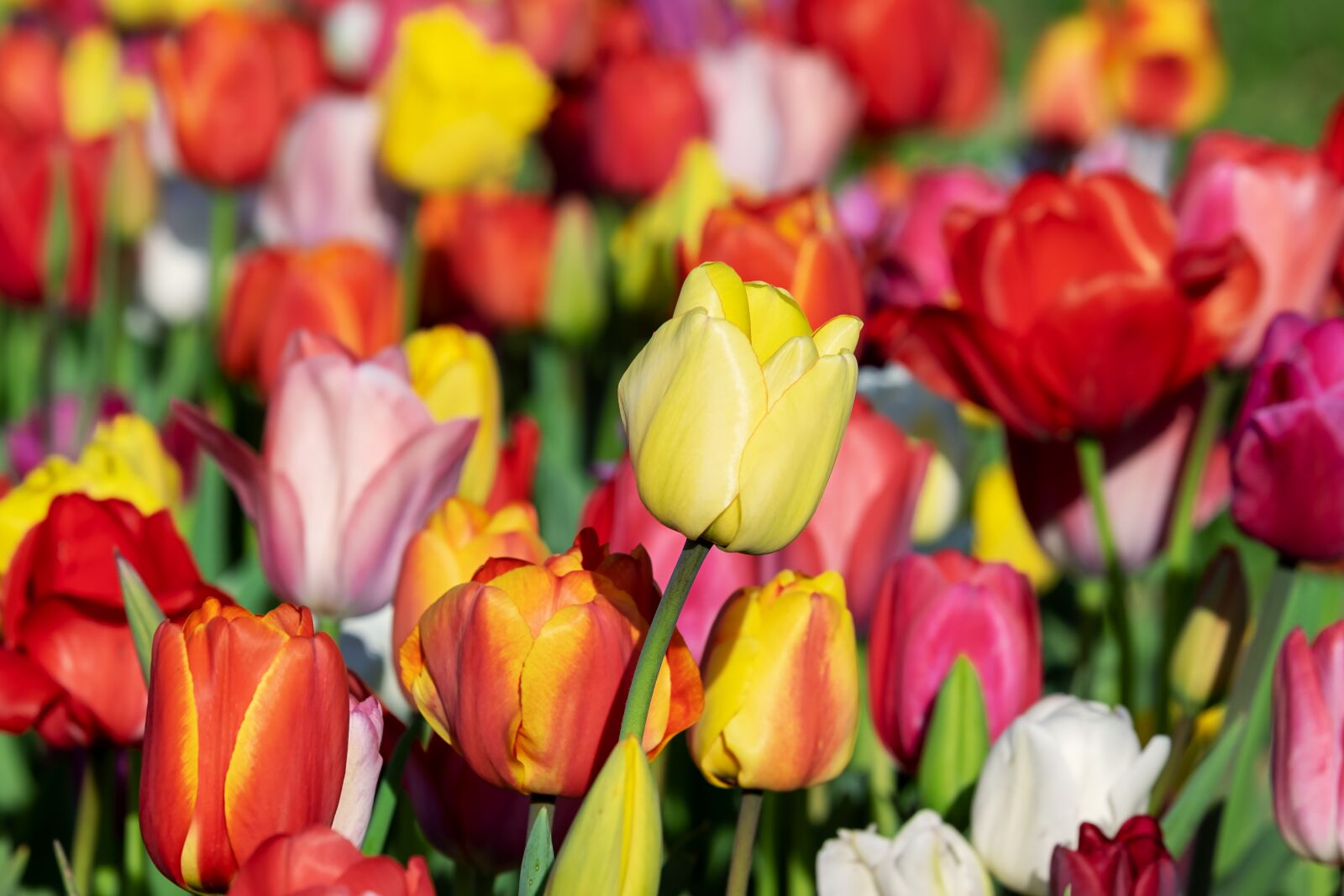 Fujifilm X-T10 sample photo. Tulip, yellow, yellow tumor photography