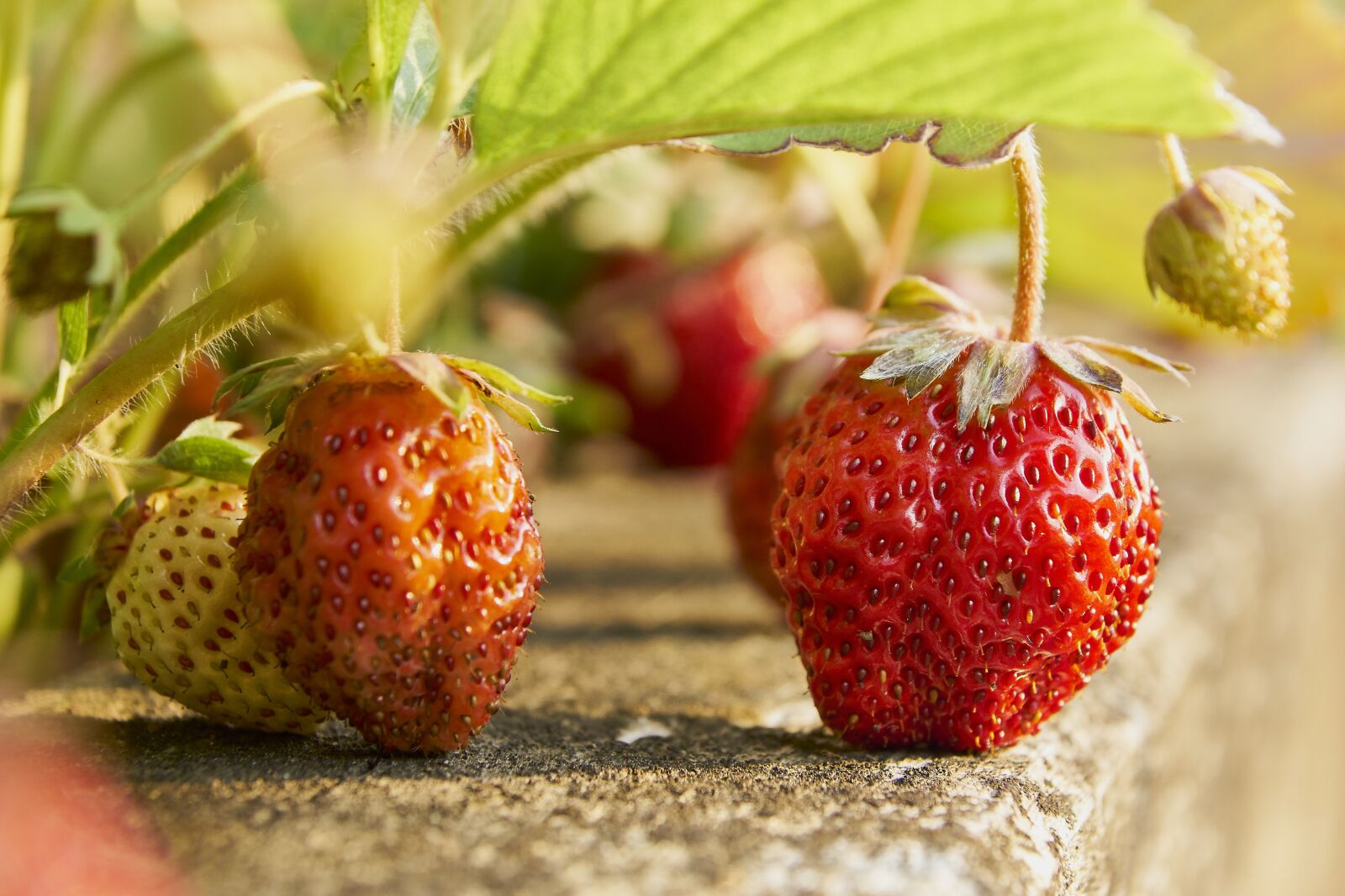 Sony ILCA-77M2 sample photo. Strawberries, eat, red photography