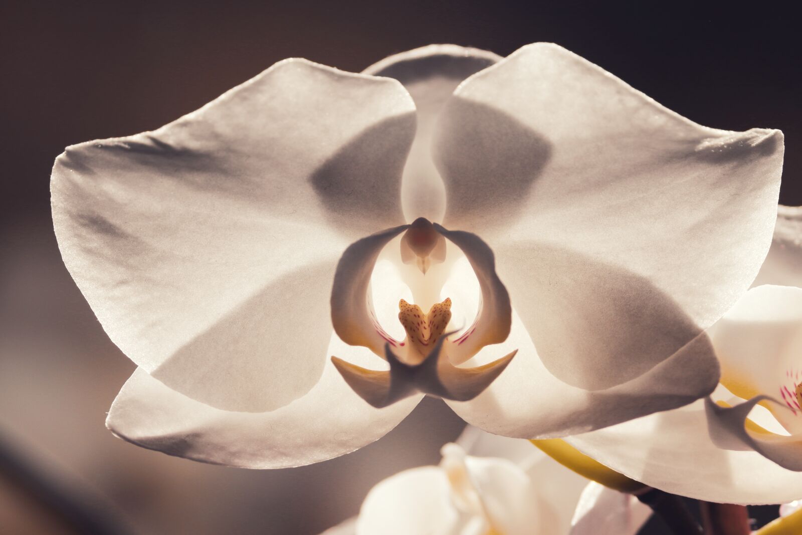 Canon EOS 200D (EOS Rebel SL2 / EOS Kiss X9) sample photo. Orchid, blossom, bloom photography