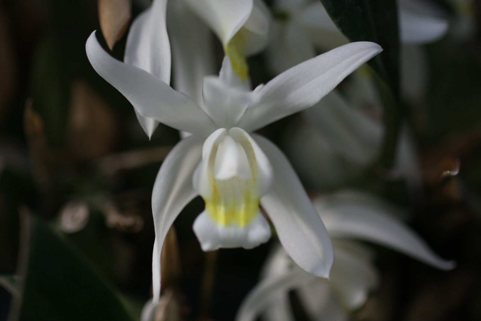Sigma 50mm f/2.8 EX sample photo
