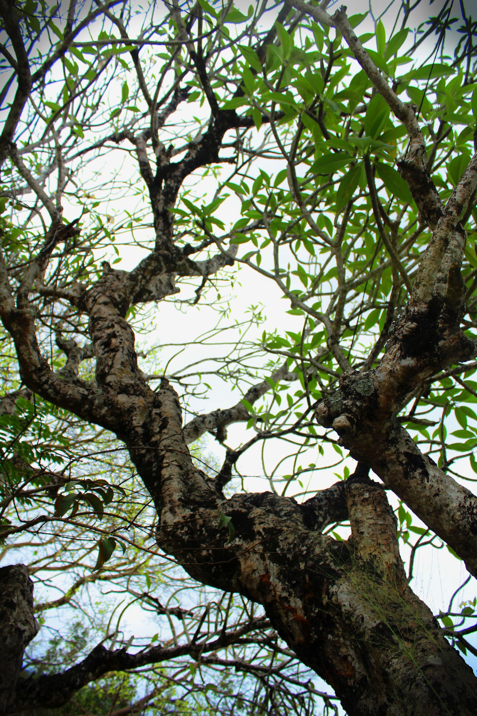 Canon EOS 1300D (EOS Rebel T6 / EOS Kiss X80) sample photo. Tree, nature, branch photography