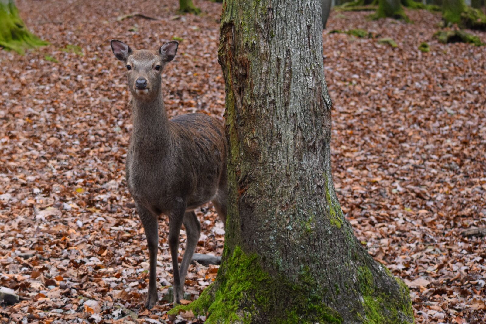 Nikon D5300 sample photo. Ree, nature, animal photography