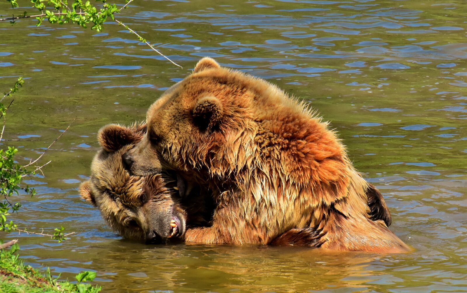 Nikon D7200 sample photo. European brown bear, play photography