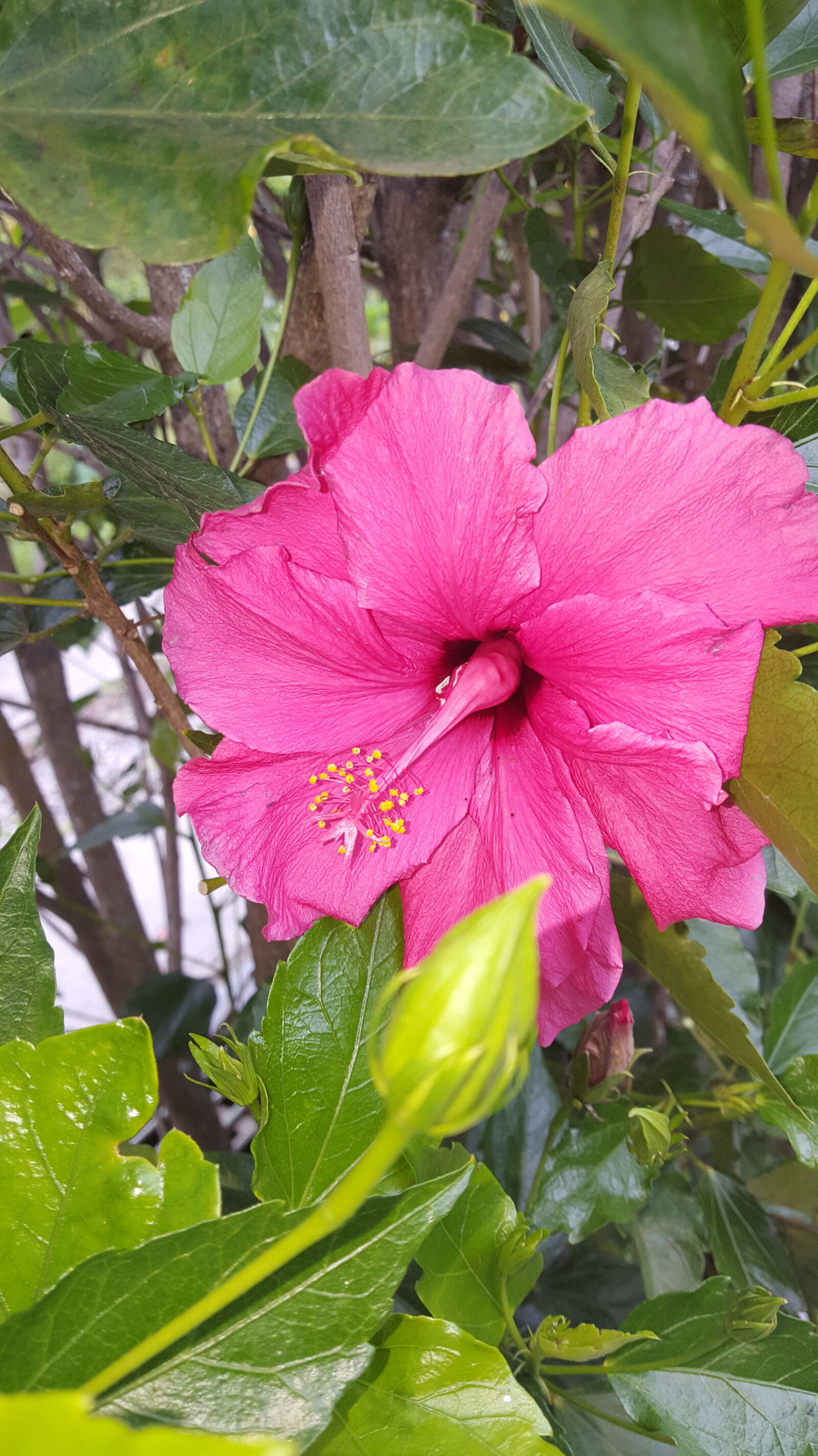 Samsung GALAXY S6 edge sample photo. Flower photography