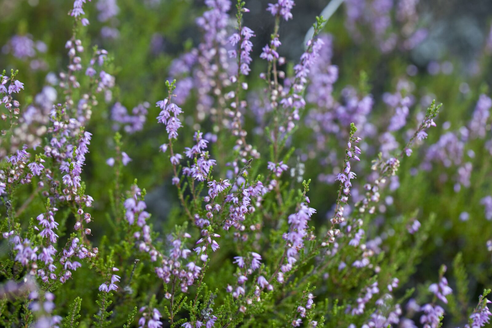 Canon EOS 5D Mark II sample photo. Heather, heathers, pink photography