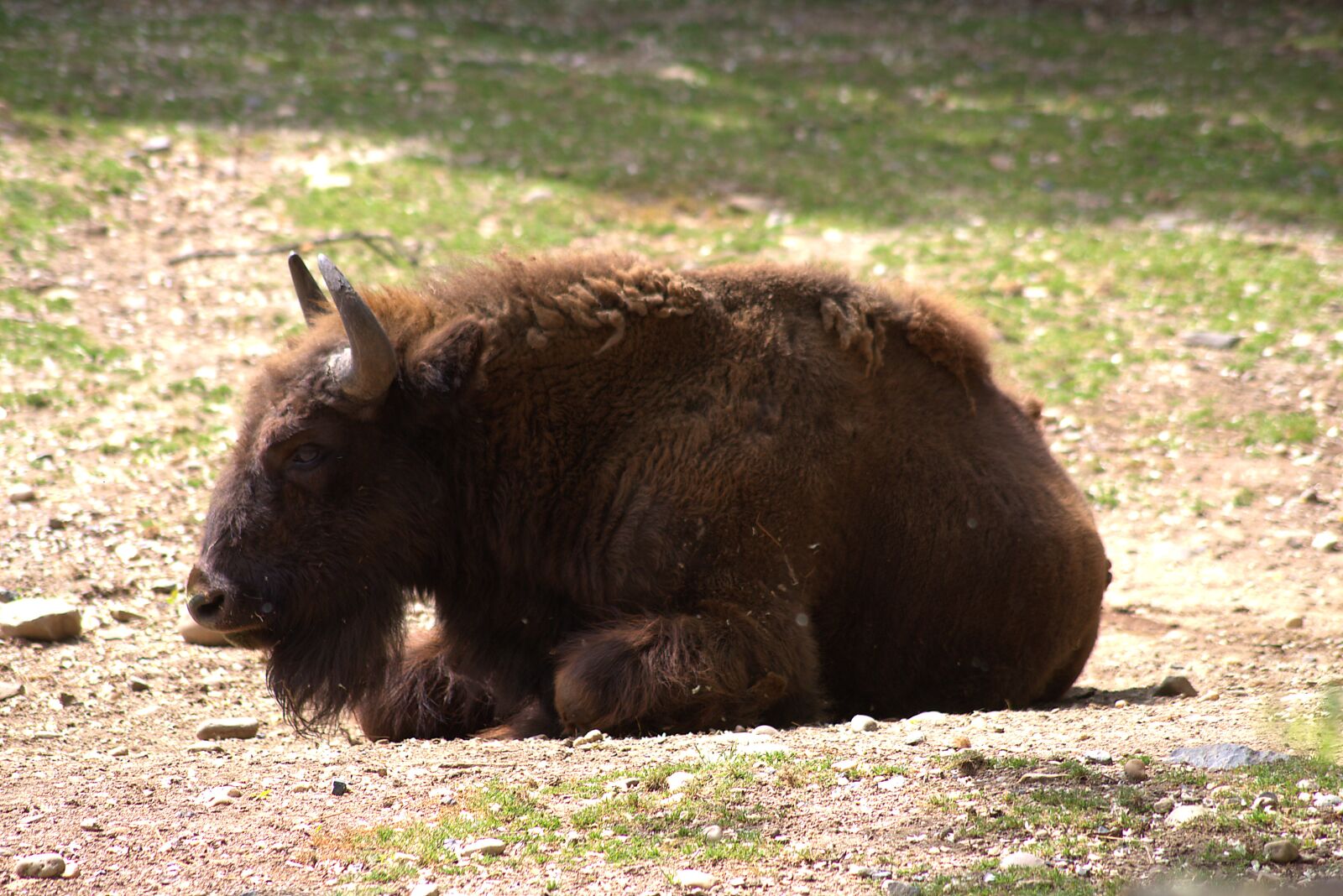 Canon EOS 700D (EOS Rebel T5i / EOS Kiss X7i) sample photo. Buffalo, animal, nature photography