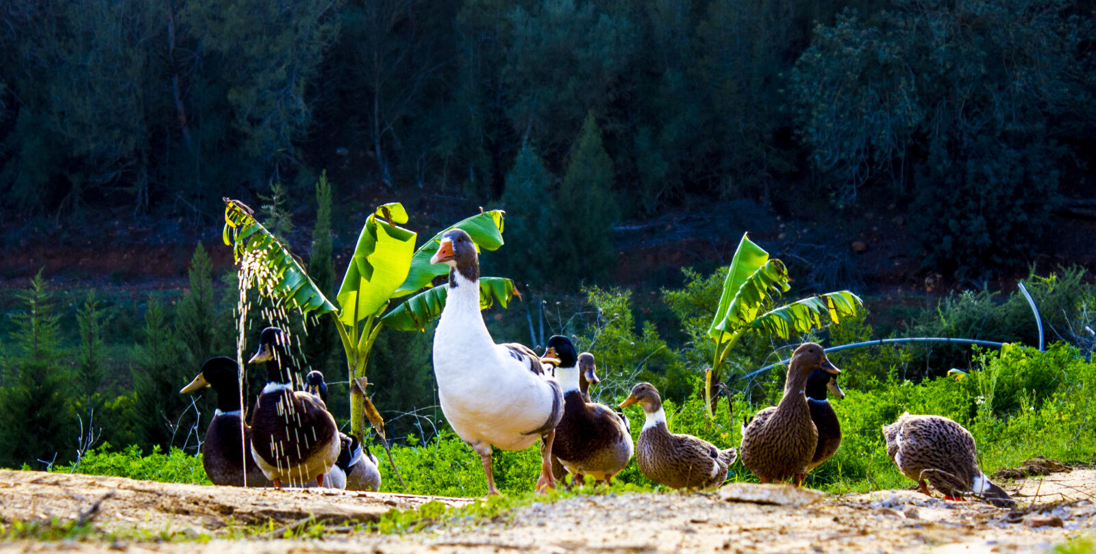 Canon EOS 600D (Rebel EOS T3i / EOS Kiss X5) sample photo. Animals, duck, landscape, nature photography