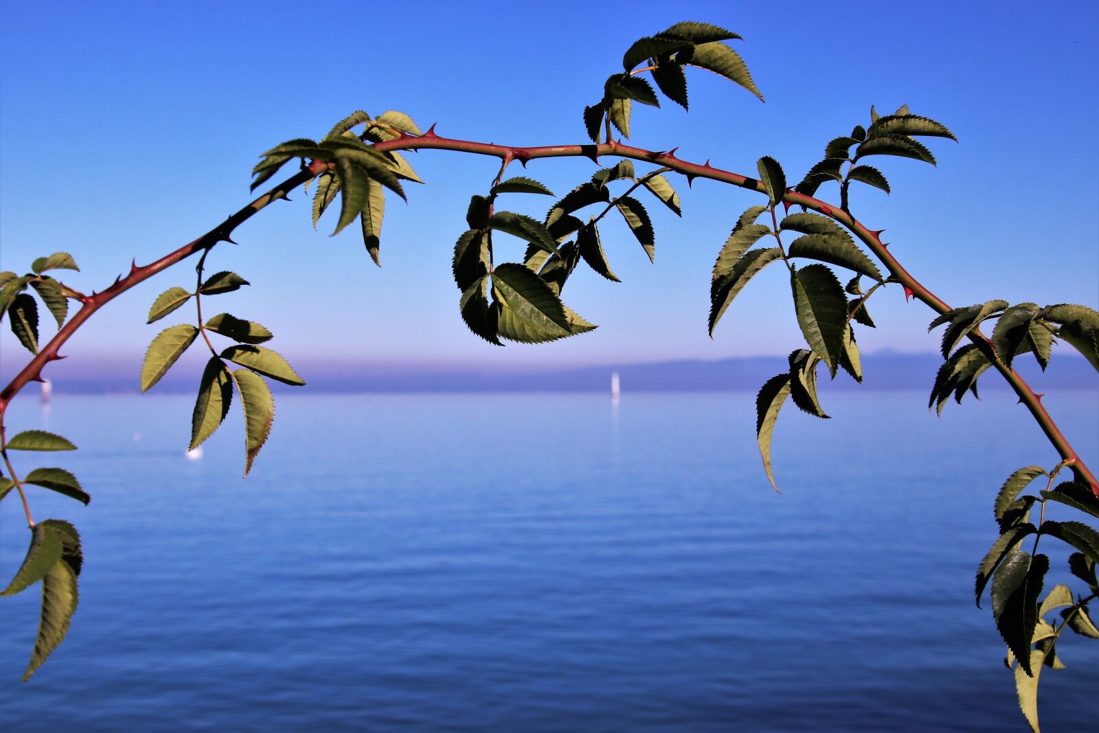 Canon EOS 80D sample photo. Blue sky, sprig, autumn photography