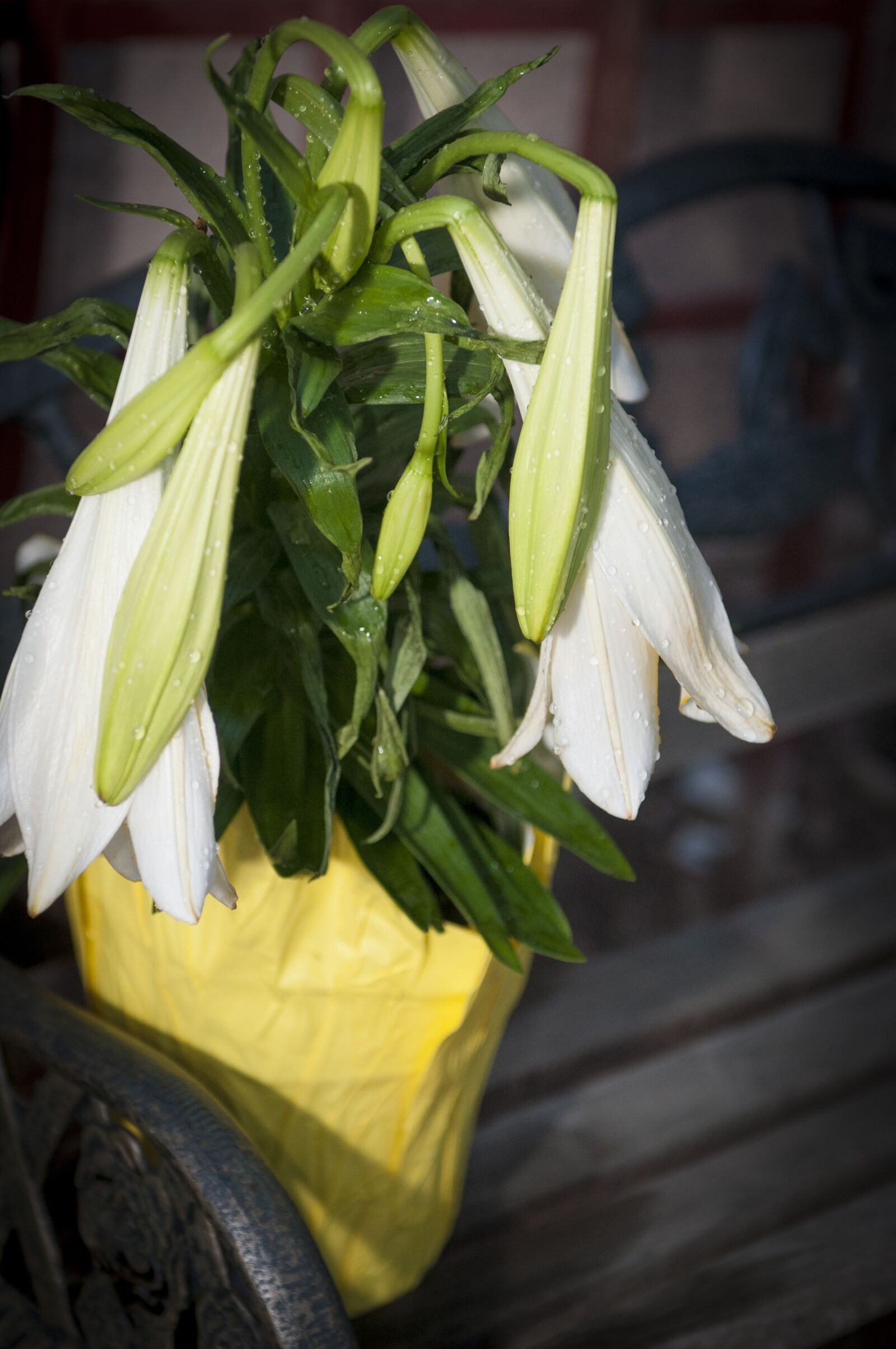 Nikon D300S sample photo. Wilted lily, lily, easter photography
