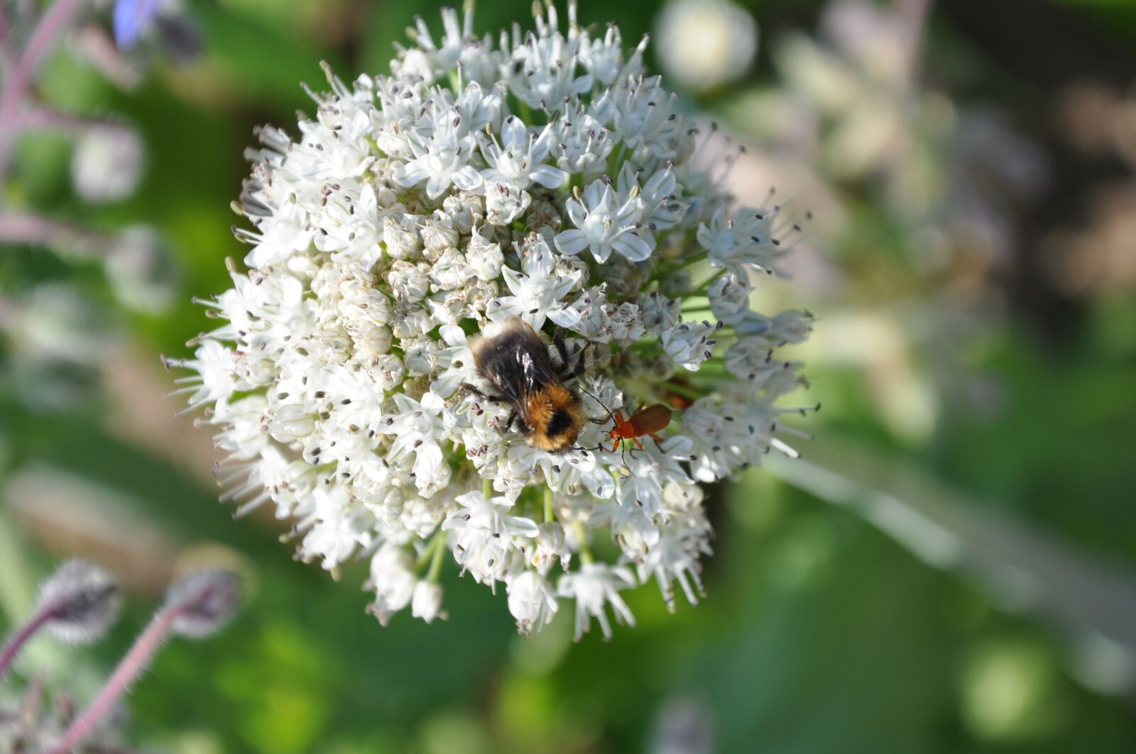 Nikon D90 sample photo. Insect, hummel, beetle photography