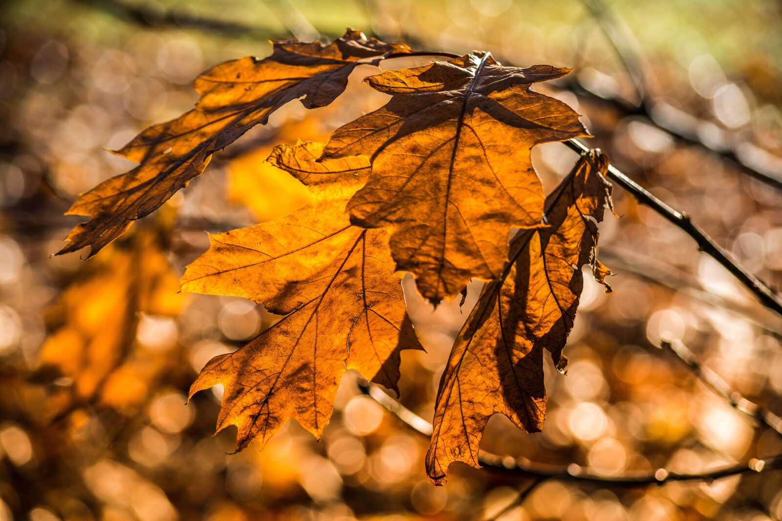 Nikon D7100 sample photo. Bokeh, light, sun light photography