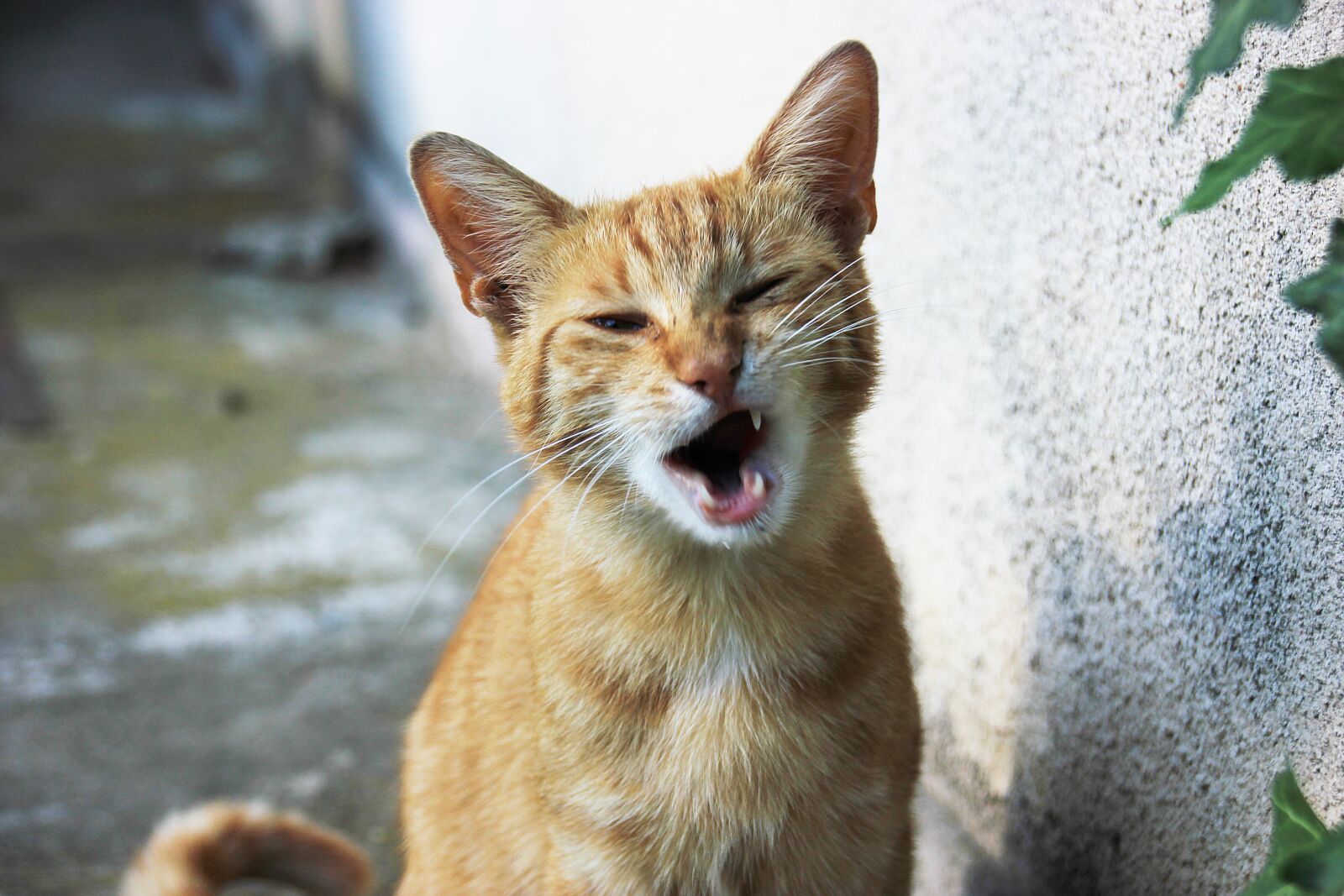 Canon EOS 550D (EOS Rebel T2i / EOS Kiss X4) sample photo. Cat, funny photography