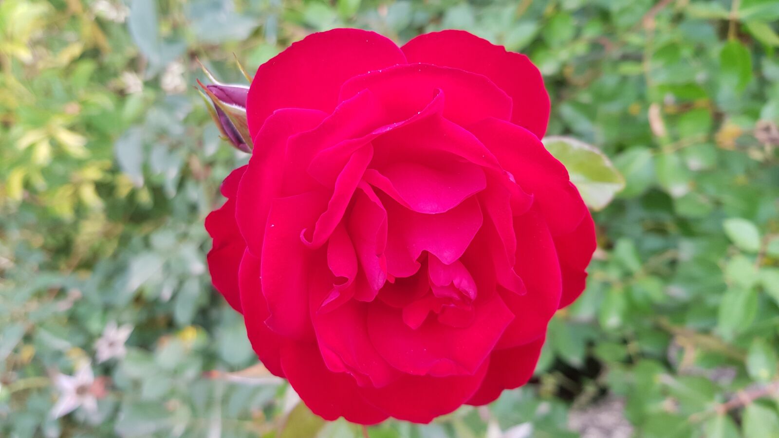 Samsung Galaxy S8 sample photo. Red roses, red, plants photography