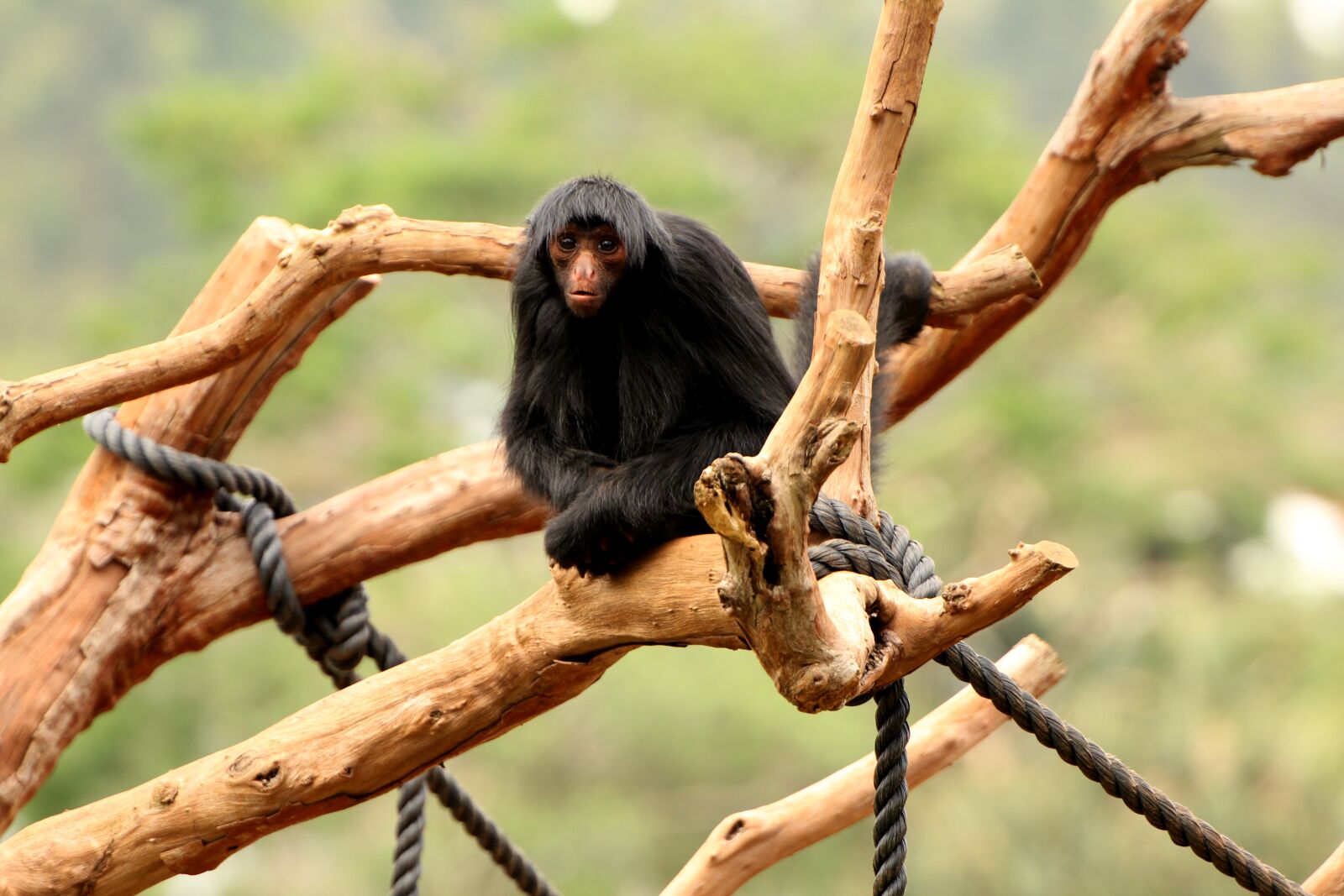 Canon EOS 550D (EOS Rebel T2i / EOS Kiss X4) sample photo. Spider monkey, wild, zoo photography