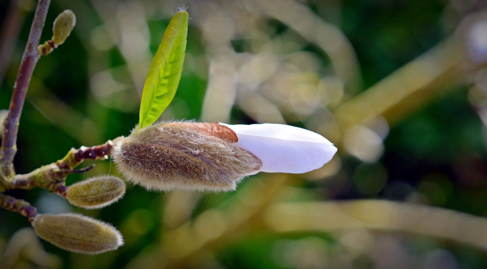 Nikon D5200 sample photo. Star magnolia, magnolia, bud photography