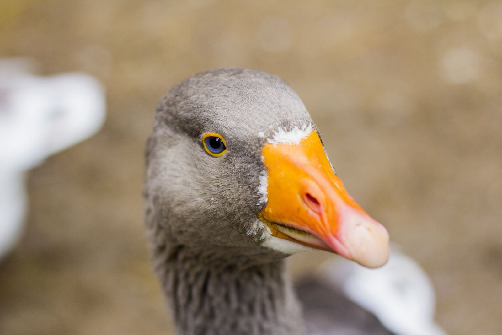 Canon EOS 60D + Canon EF 50mm F1.8 II sample photo. Goose, domestic goose, grey photography