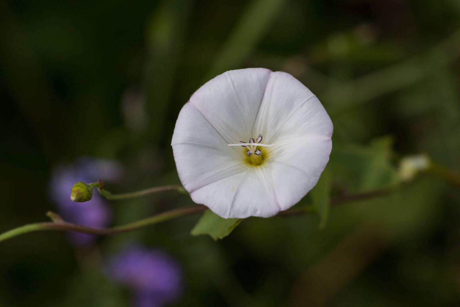 Canon EOS 80D sample photo. Bindweed, flower, plant photography