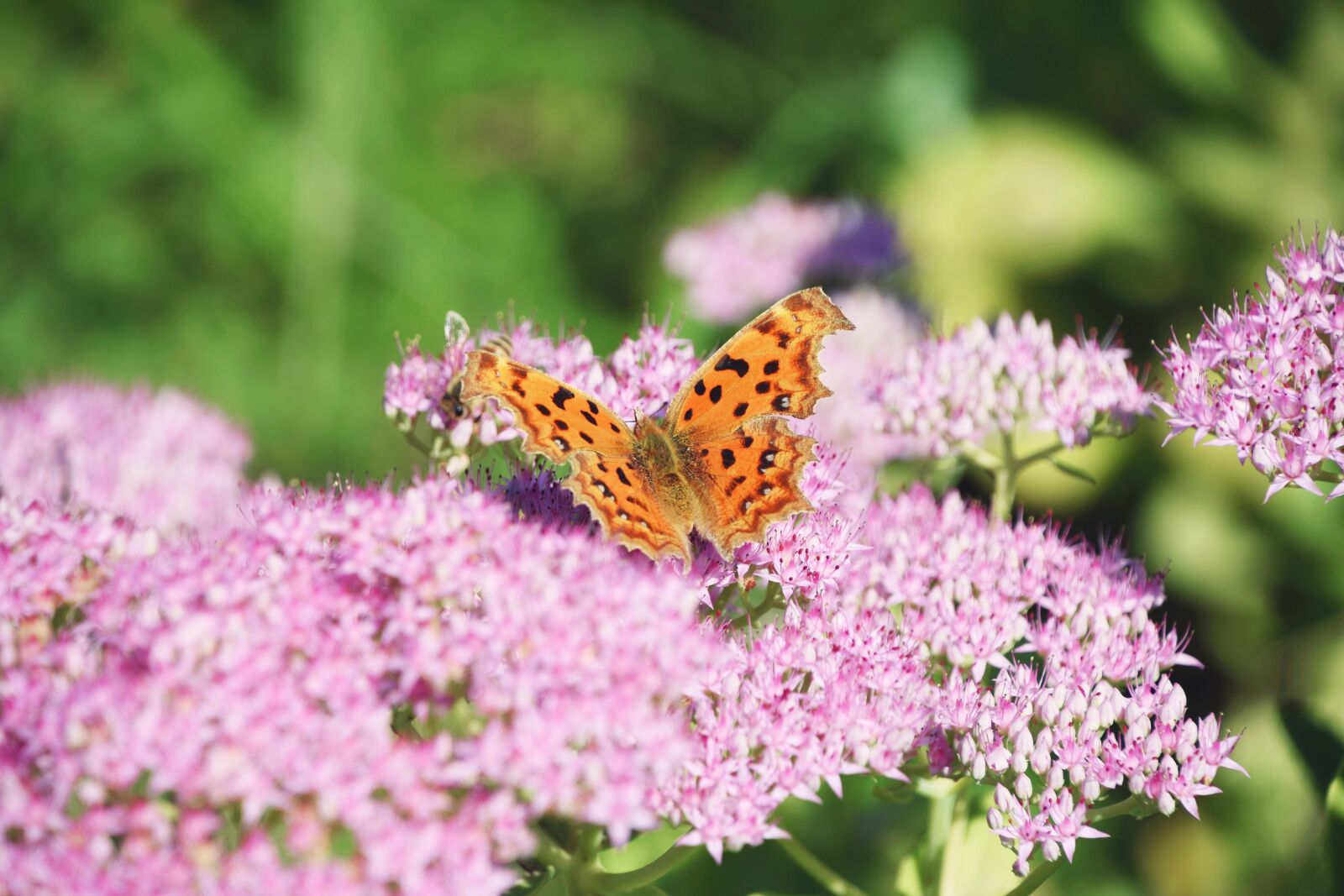 Nikon D7200 sample photo. Flower, flowering, leaf photography