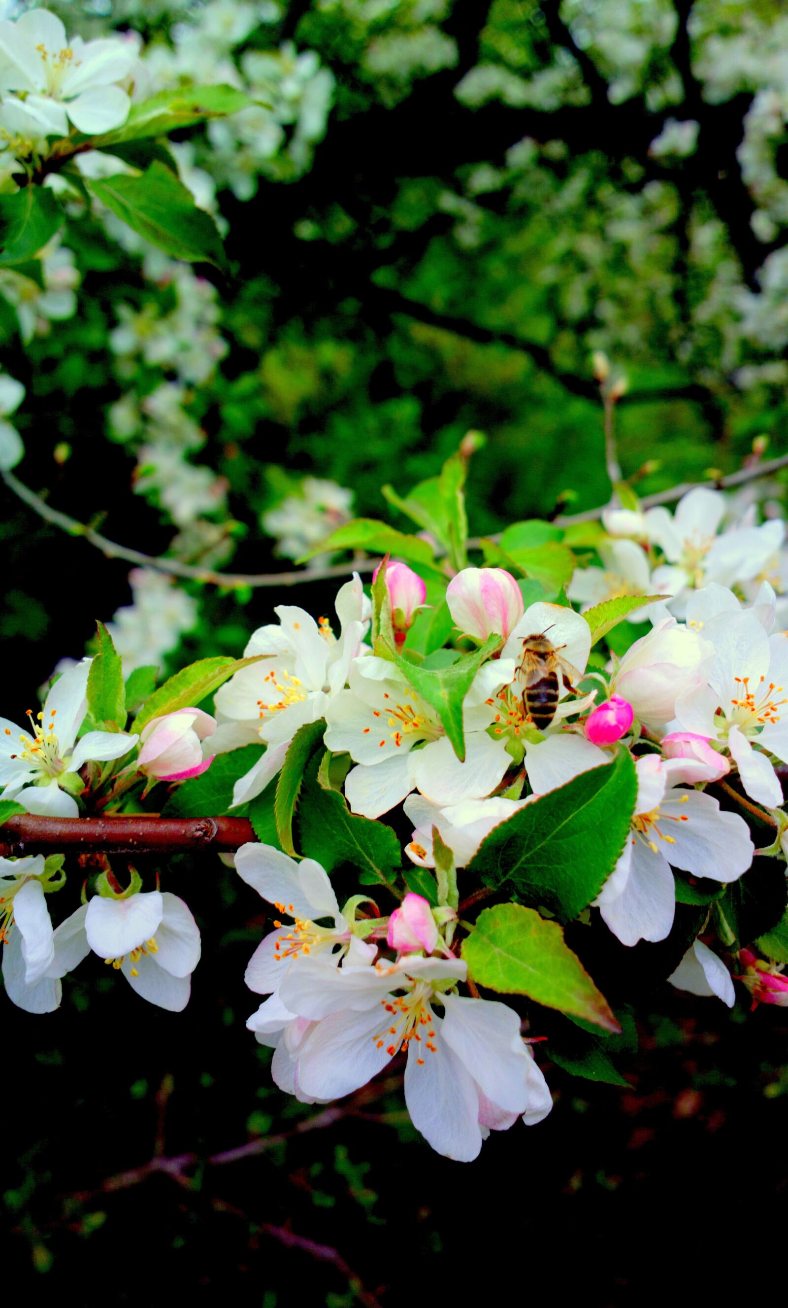 Nokia 808 PureView sample photo. Nature, in the spring photography
