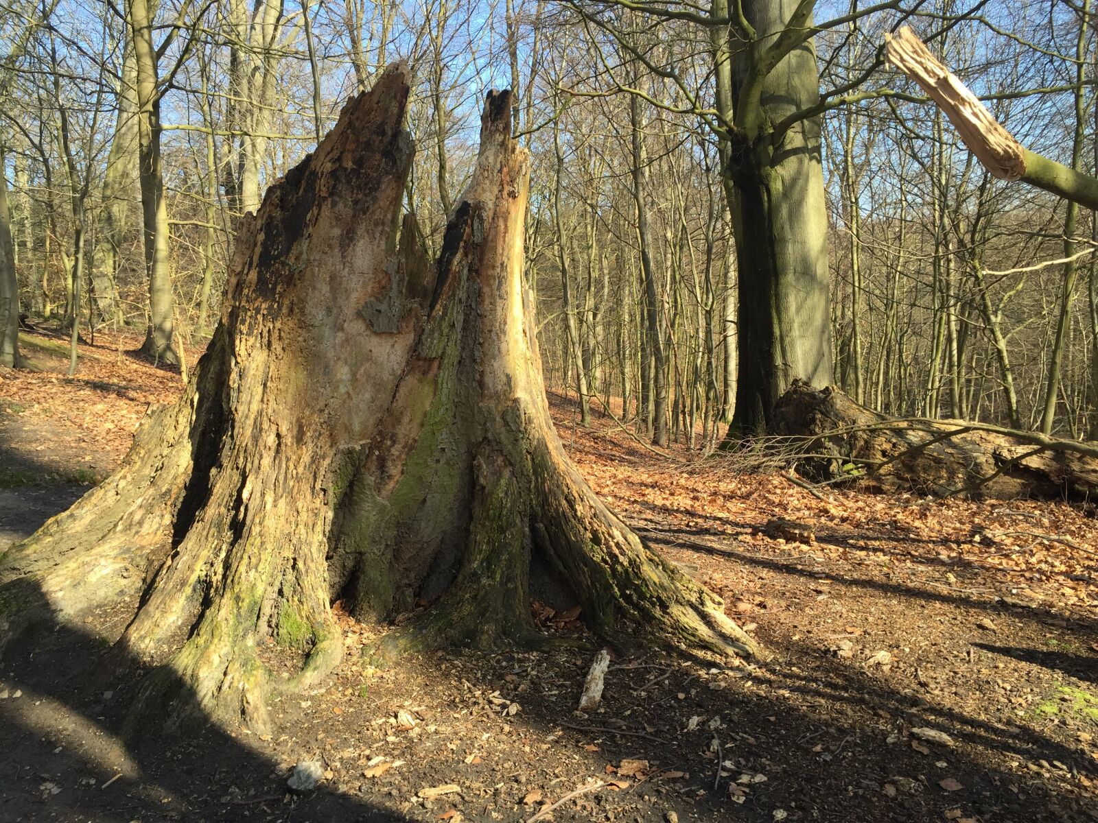 Apple iPhone 6 sample photo. Natural, spring, forest photography