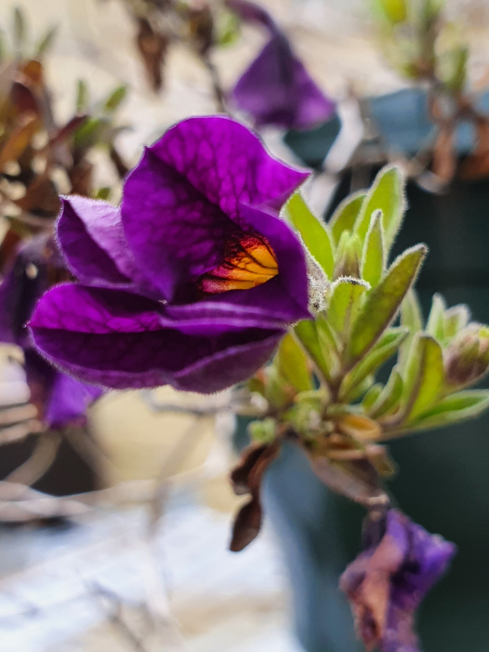 Samsung Galaxy S10 sample photo. Petunia, flower, garden photography