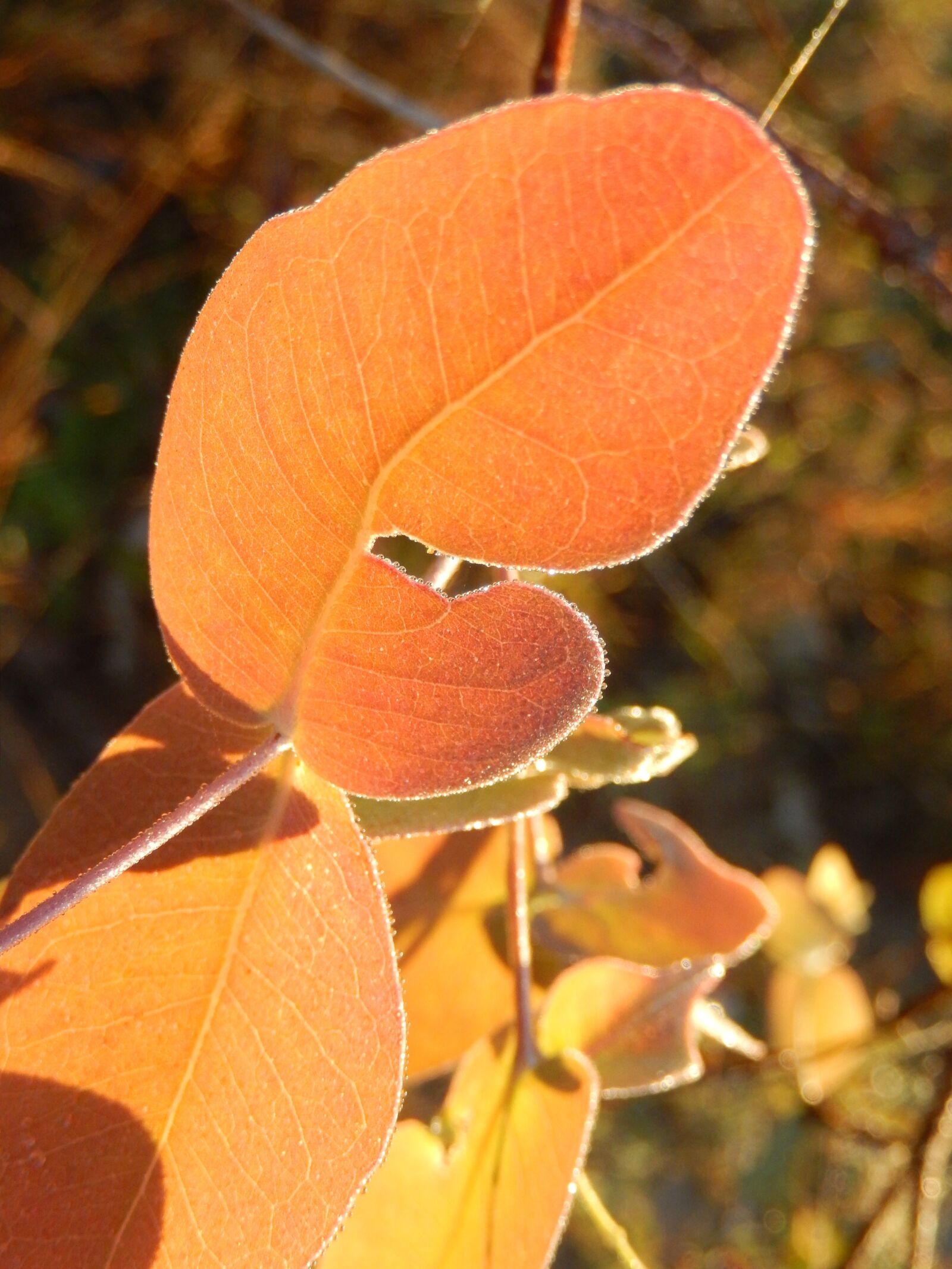 Nikon COOLPIX S9400 sample photo. Dew, leaf, nature photography