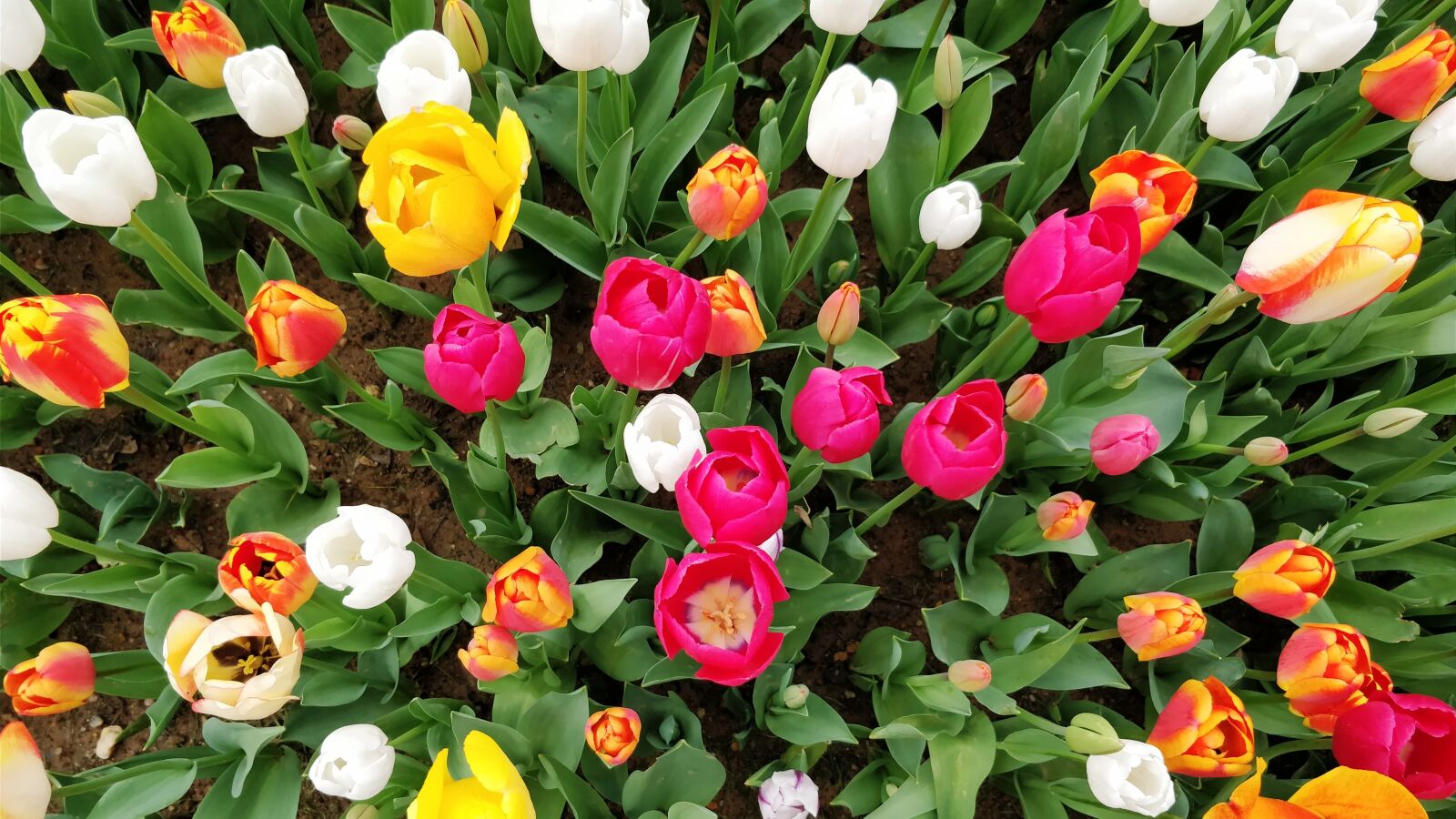 OnePlus 5 sample photo. Flower, tulip, leaf photography