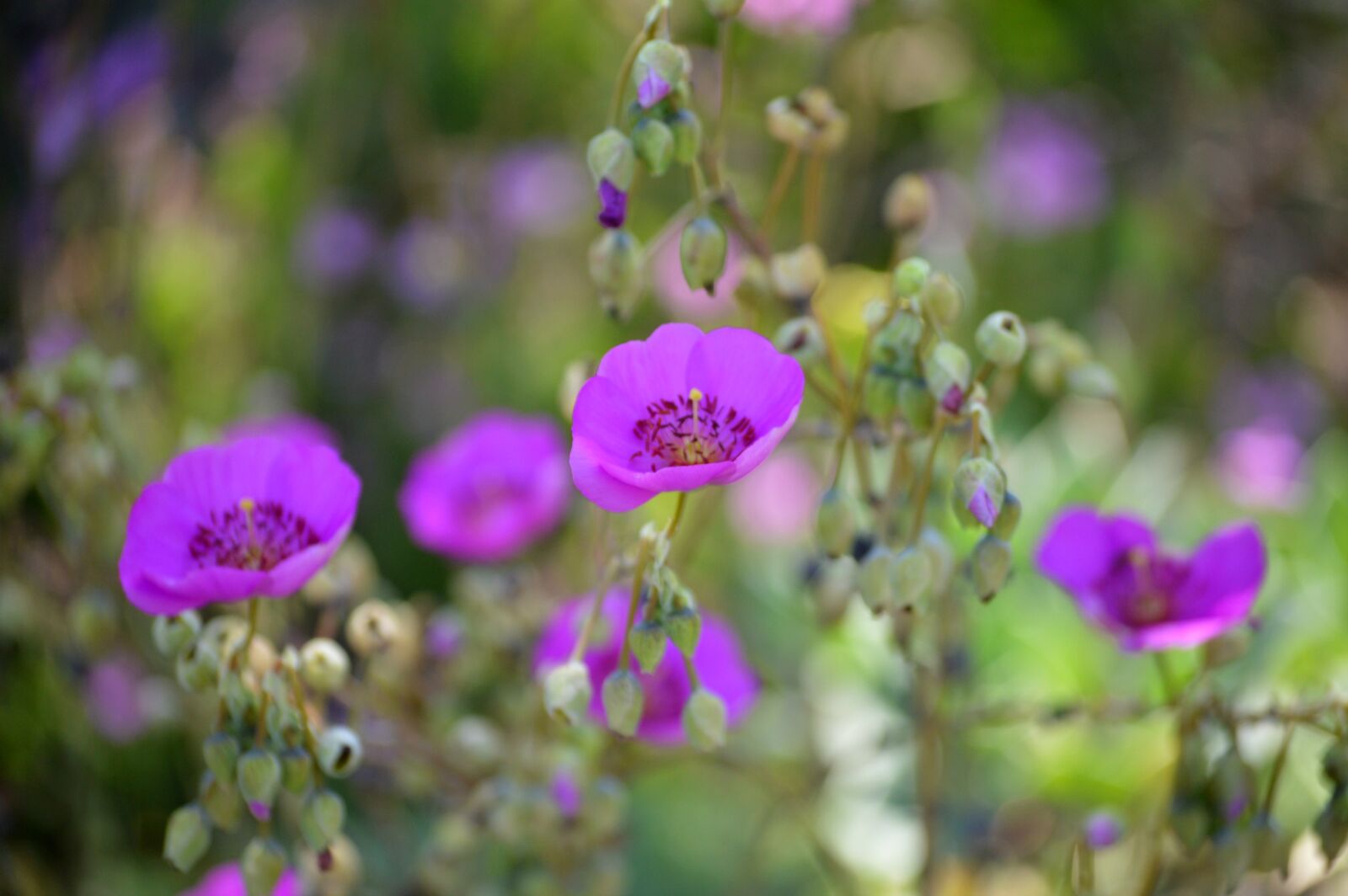 Nikon D3200 sample photo. Flowers, purple, spring photography