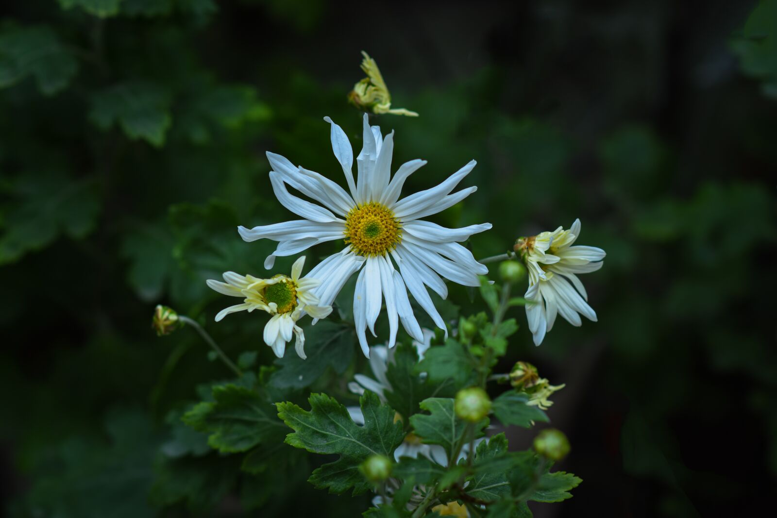Nikon D7200 sample photo. Chrysanthemum lashes, white, the photography