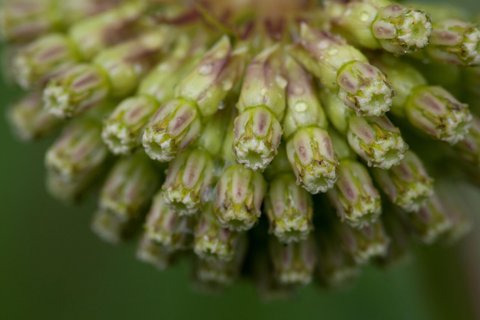 Canon EOS 5D Mark II sample photo. Green, macro, plant, petals photography
