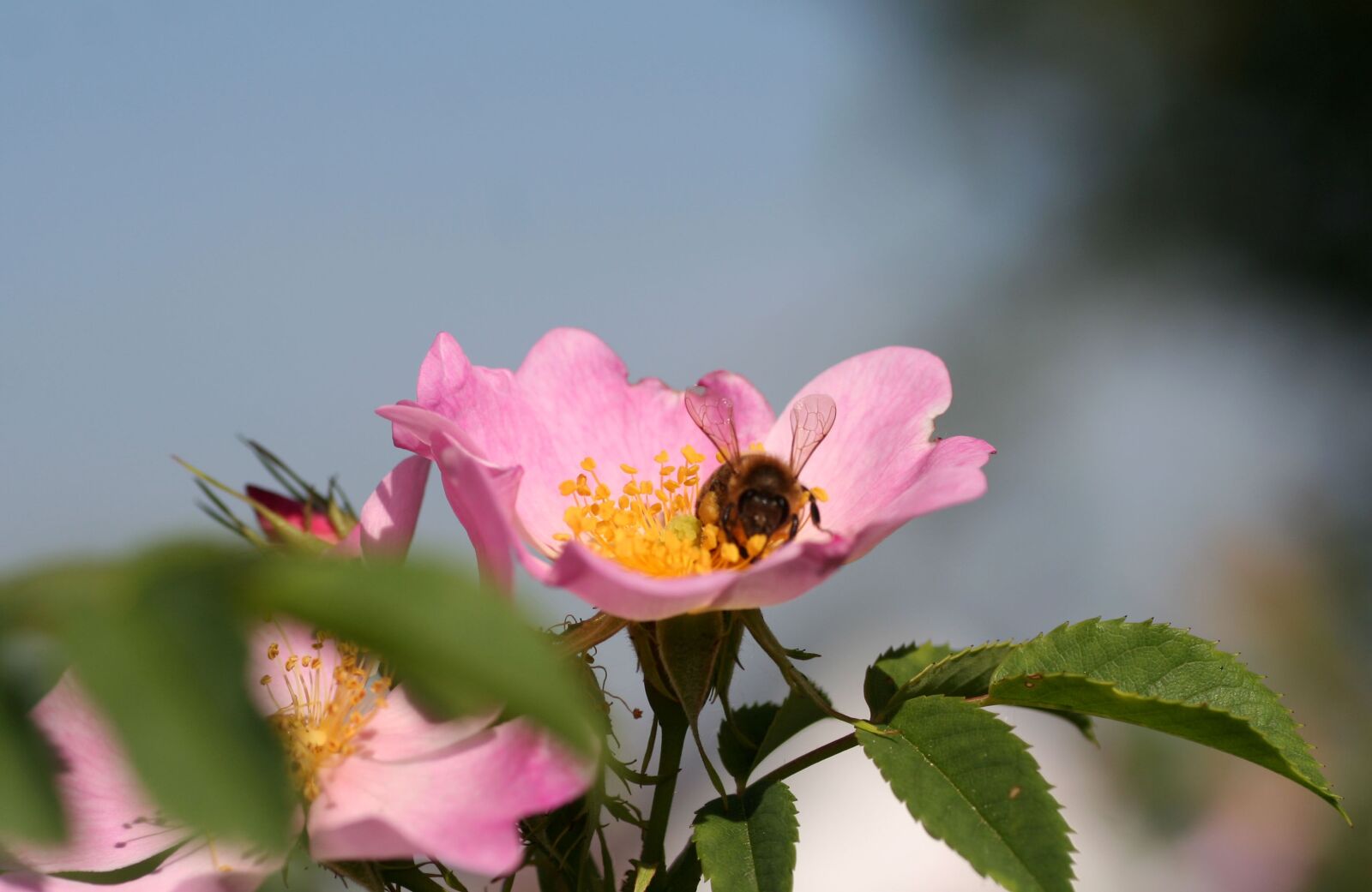 Canon EOS 350D (EOS Digital Rebel XT / EOS Kiss Digital N) sample photo. Flower, rose hips, pink photography