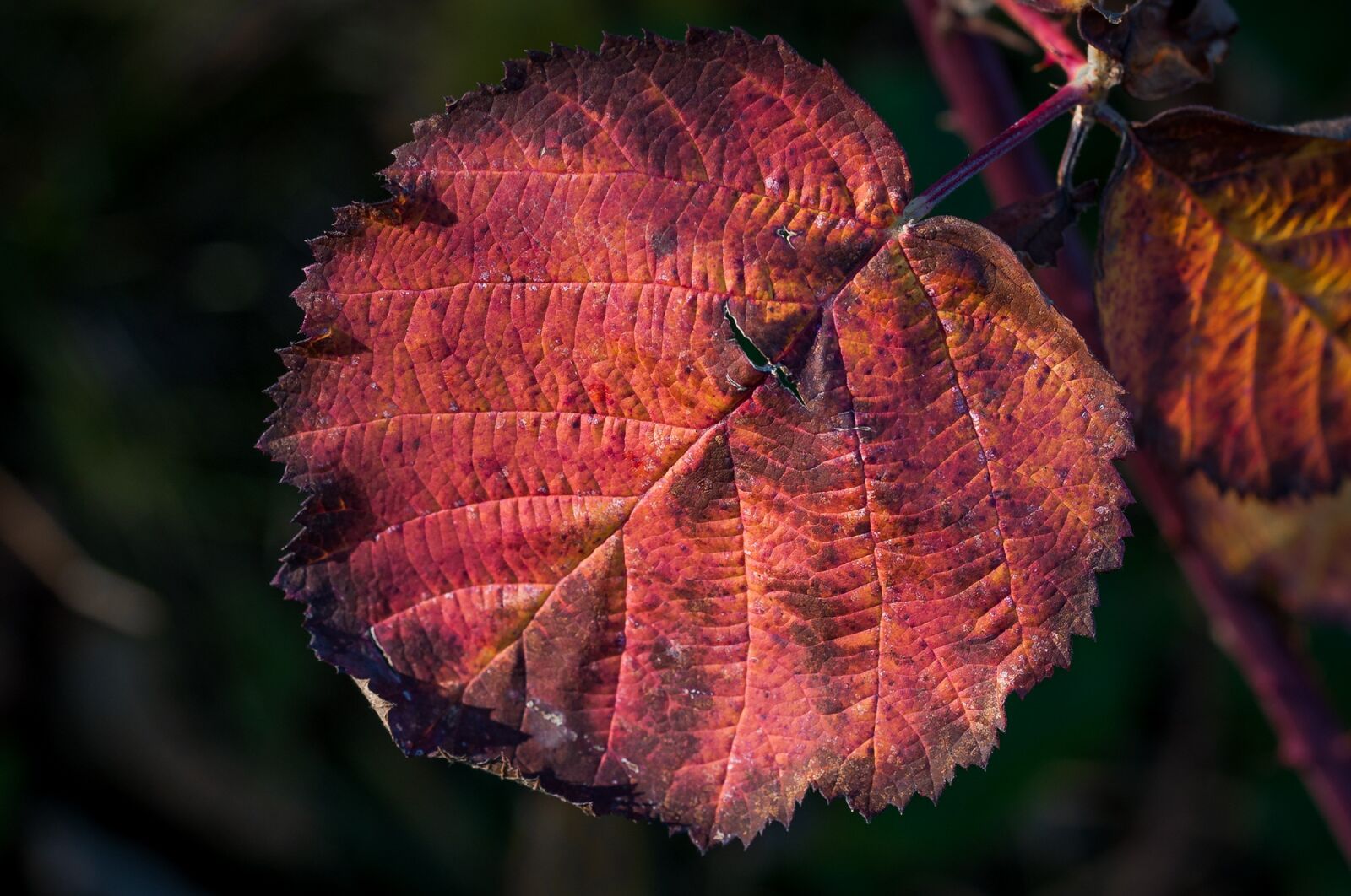 Nikon D90 sample photo. Leaf, autumn, dry photography