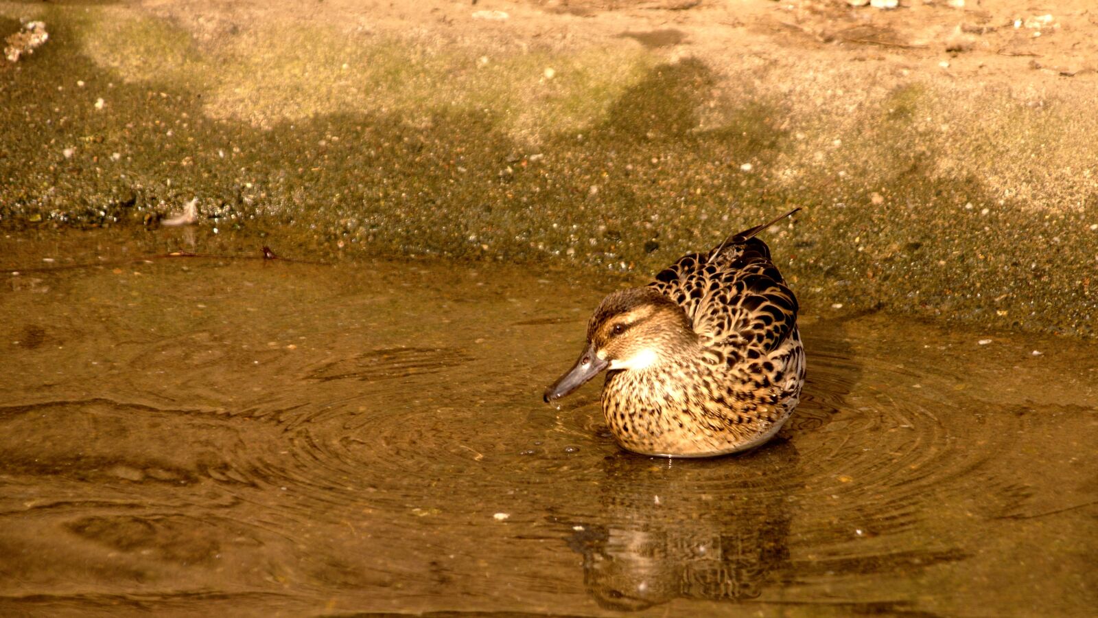 18.00 - 200.00 mm f/3.5 - 6.3 sample photo. Duck, water, ducks photography
