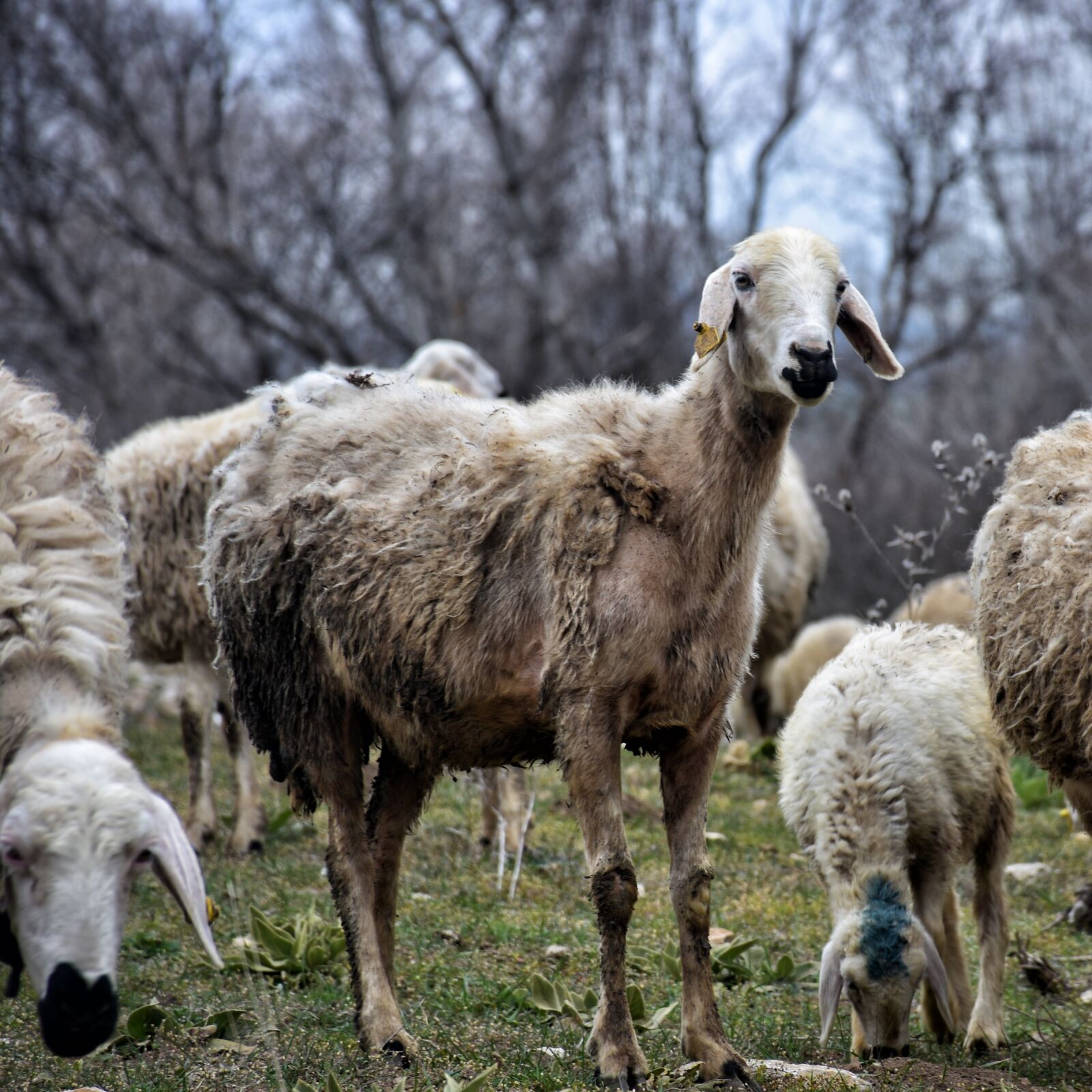 Nikon D7200 sample photo. Nature, sheep, animal photography
