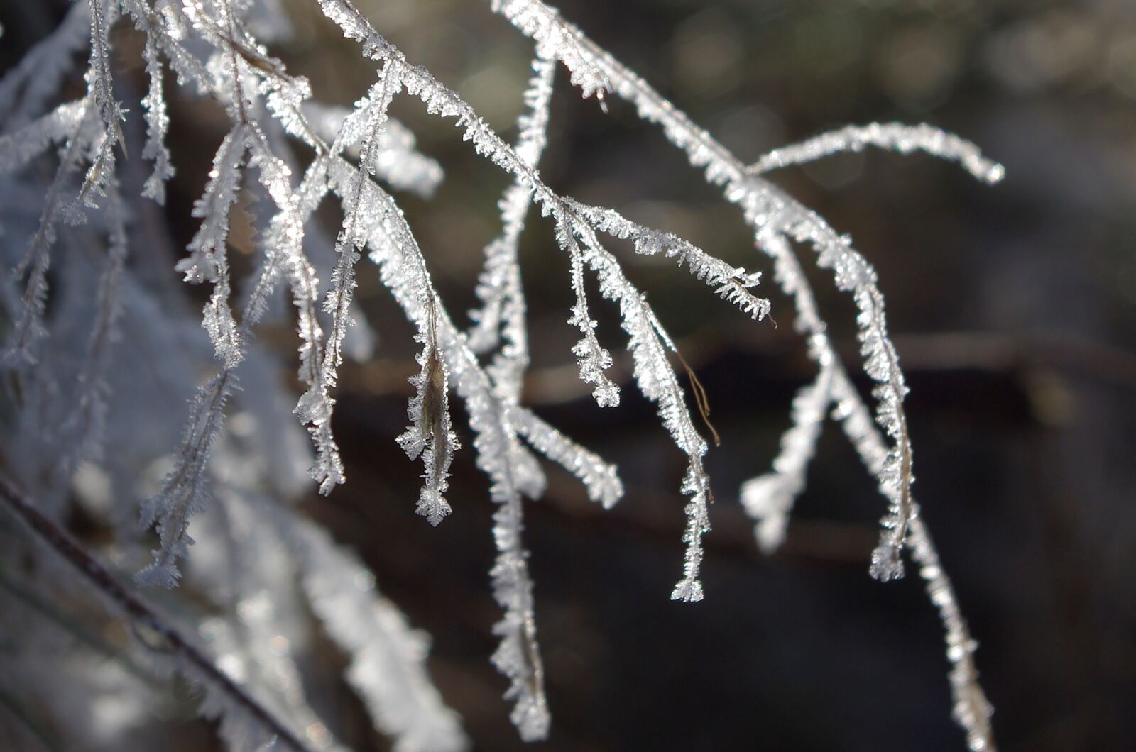 Pentax K-m (K2000) sample photo. Eiskristalle, ice, winter photography