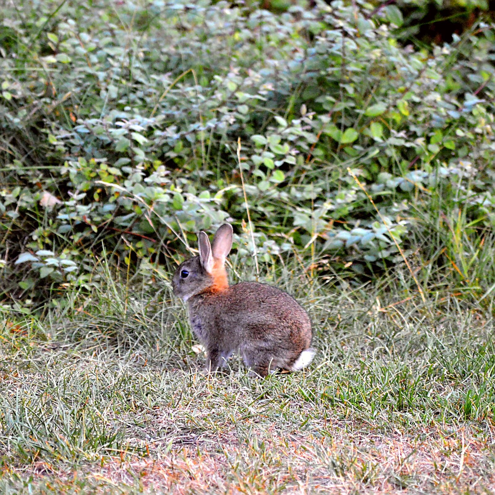 Nikon D3200 sample photo. Hare, ears, mammal photography