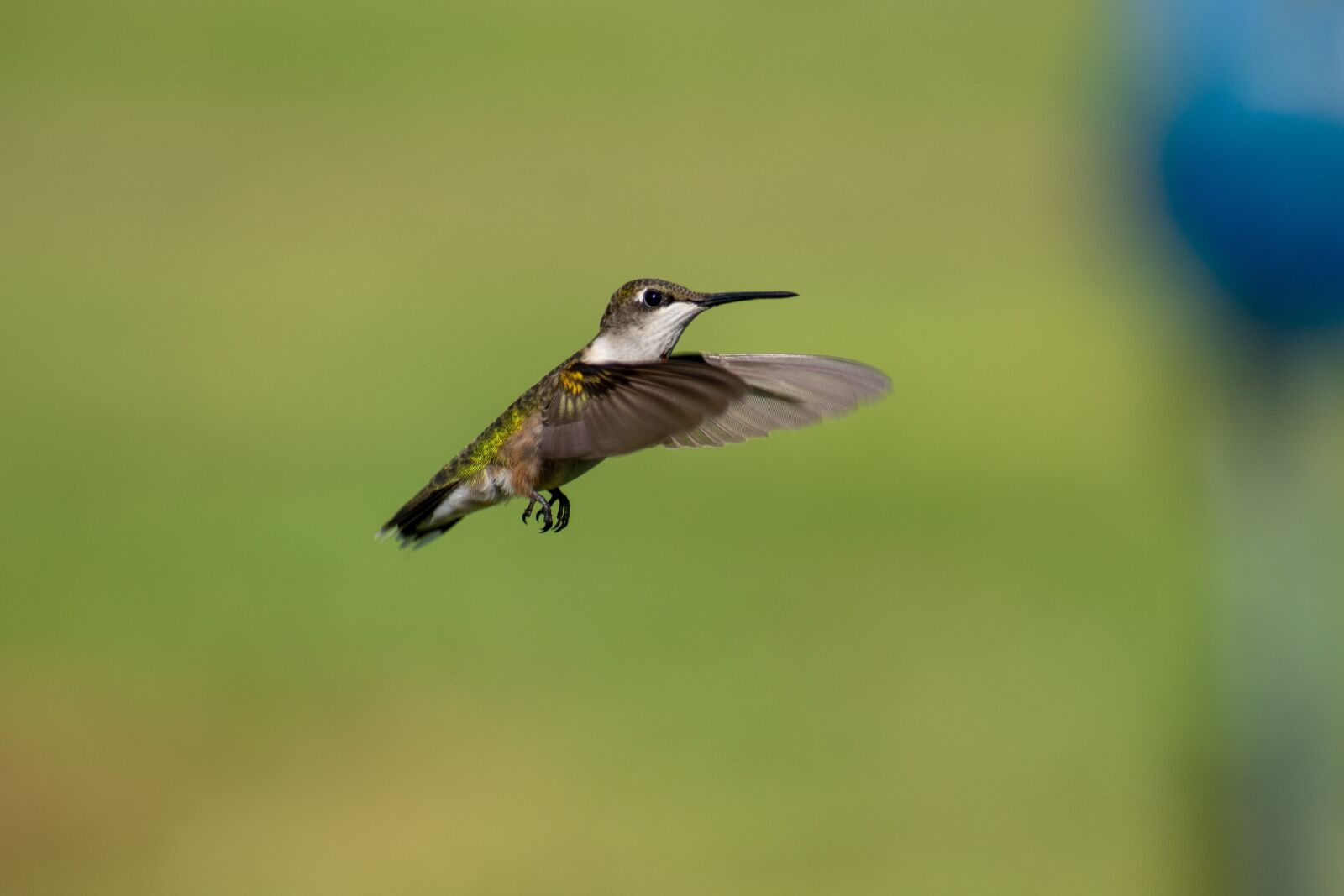 Nikon D3400 sample photo. Bird, nature, hummingbird photography