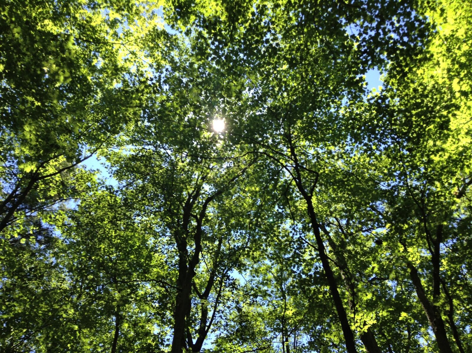 Apple iPod touch sample photo. Trees, green, nature photography